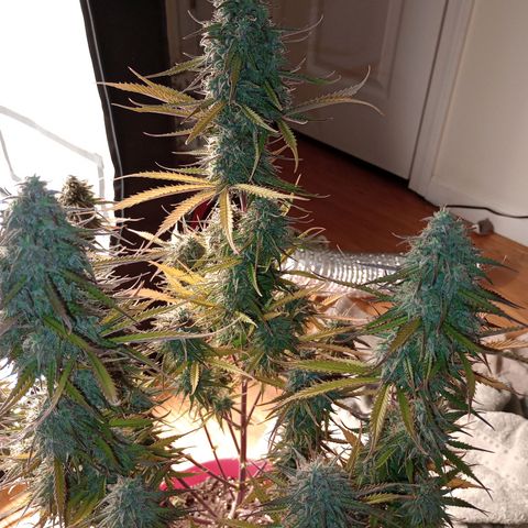 Apple Fritter Automatic growlog timeline photo