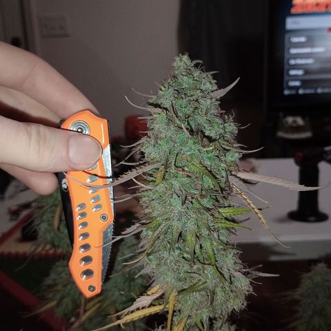 Apple Fritter Automatic growlog timeline photo