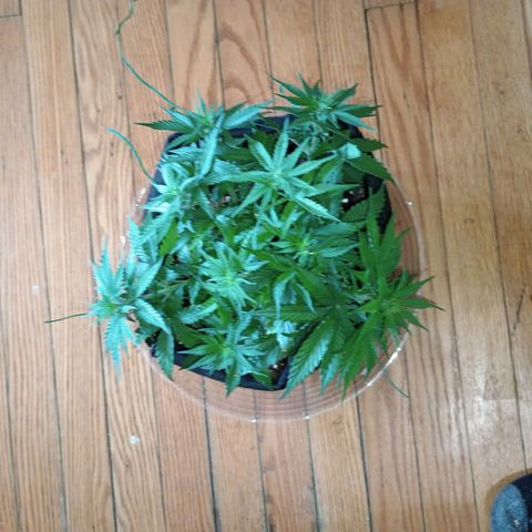 Orion growlog timeline photo