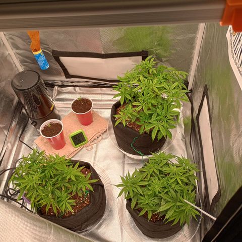 Orion growlog timeline photo