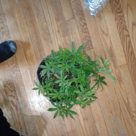 Orion growlog timeline photo