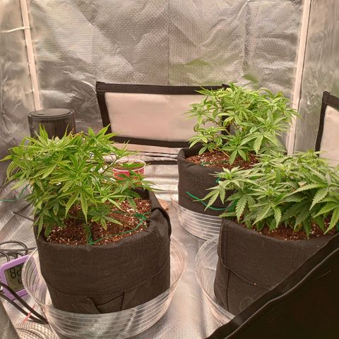 Orion growlog timeline photo