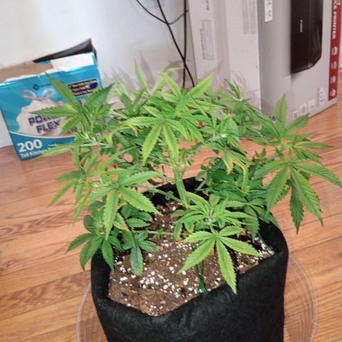 Orion growlog timeline photo