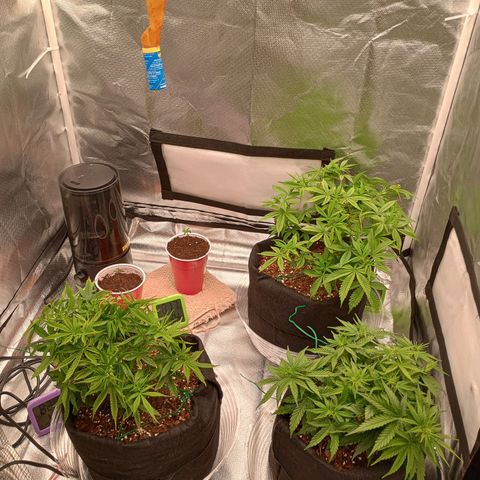 Orion growlog timeline photo