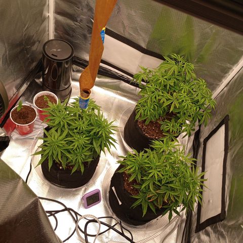 Orion growlog timeline photo