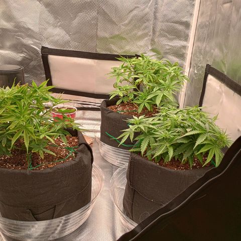 Orion growlog timeline photo