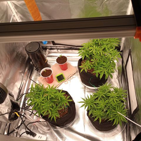 Orion growlog timeline photo