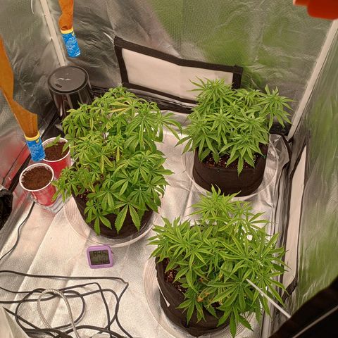 Orion growlog timeline photo