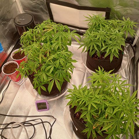 Orion growlog timeline photo