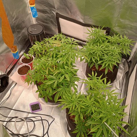 Orion growlog timeline photo