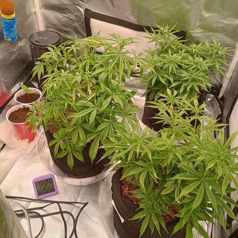 Orion growlog timeline photo