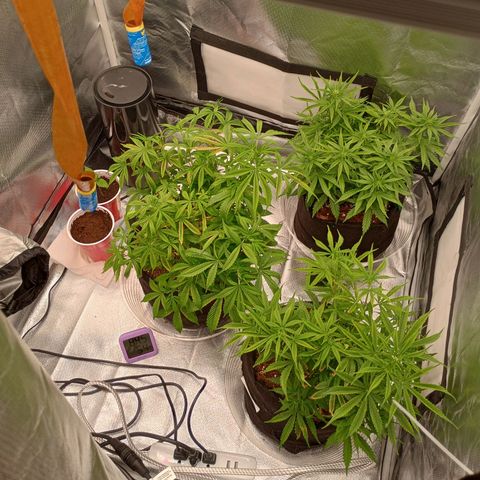 Orion growlog timeline photo