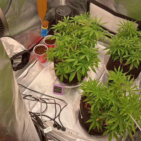 Orion growlog timeline photo