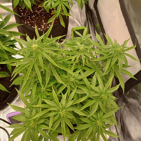 Orion growlog timeline photo