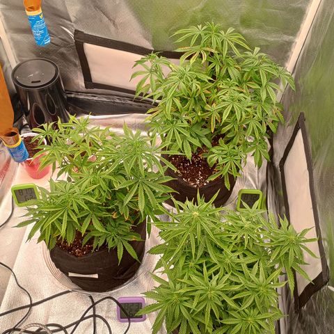 Orion growlog timeline photo
