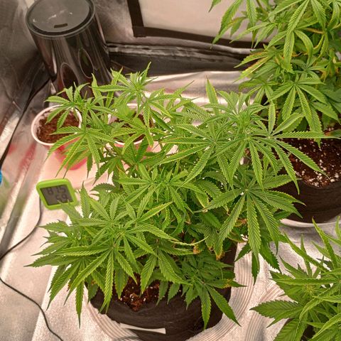 Orion growlog timeline photo