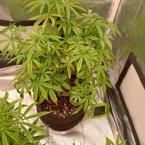 Orion growlog timeline photo