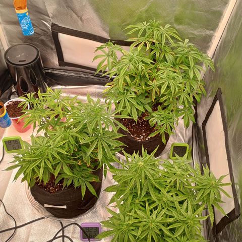 Orion growlog timeline photo