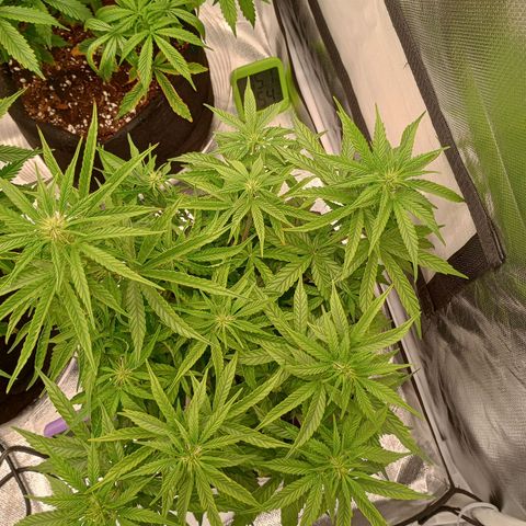 Orion growlog timeline photo