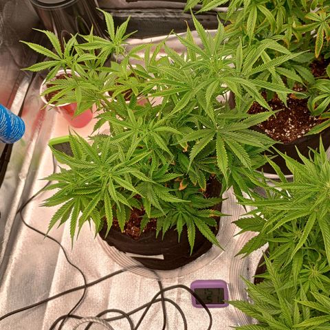 Orion growlog timeline photo