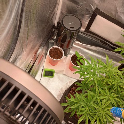 Orion growlog timeline photo