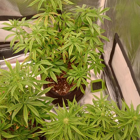 Orion growlog timeline photo