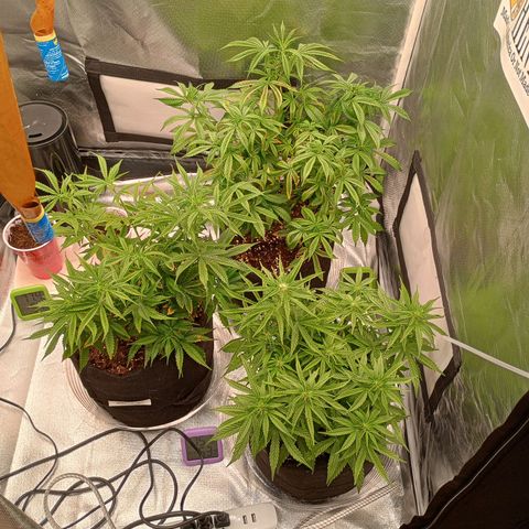 Orion growlog timeline photo