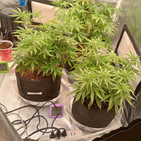 Orion growlog timeline photo