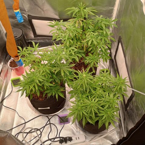 Orion growlog timeline photo