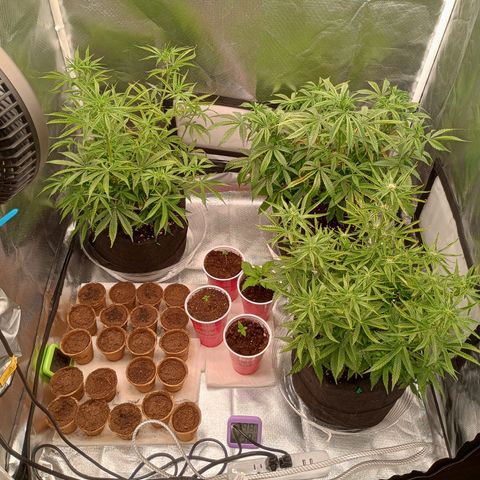 Orion growlog timeline photo