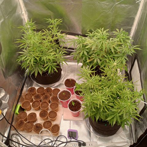 Orion growlog timeline photo