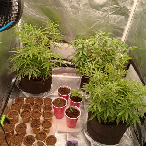 Orion growlog timeline photo