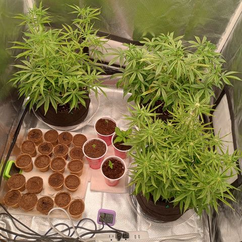 Orion growlog timeline photo