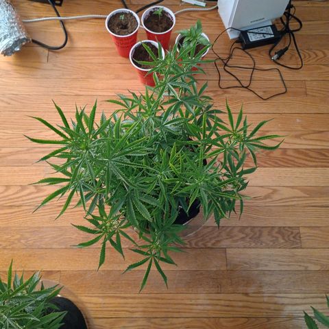 Orion growlog timeline photo