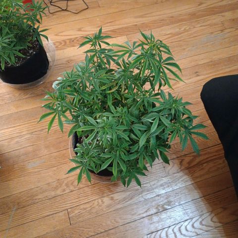 Orion growlog timeline photo