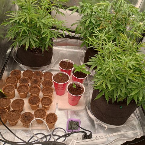 Orion growlog timeline photo