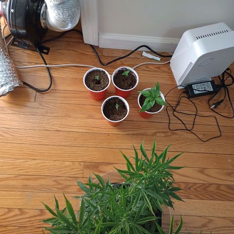 Orion growlog timeline photo