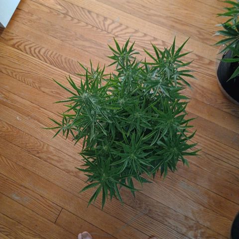 Orion growlog timeline photo