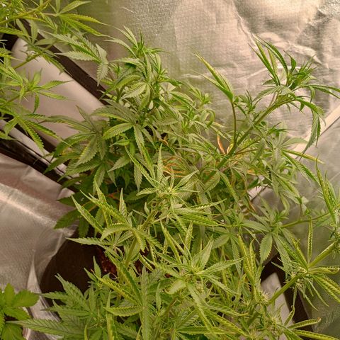 Orion growlog timeline photo