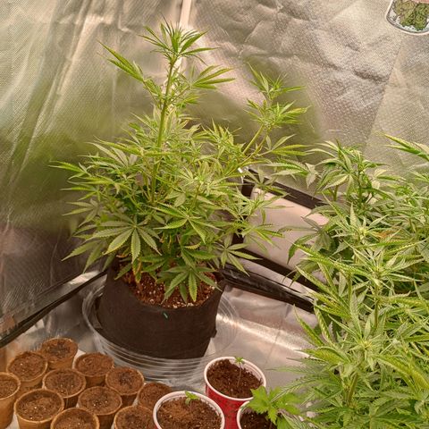 Orion growlog timeline photo