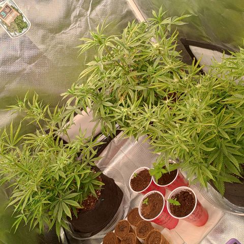 Orion growlog timeline photo