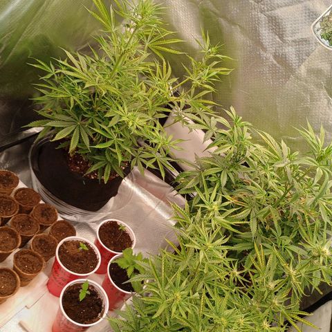 Orion growlog timeline photo