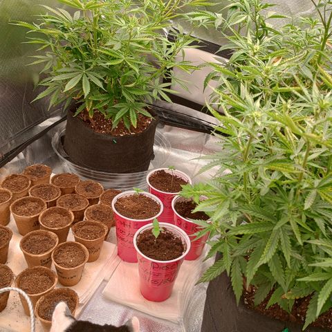 Orion growlog timeline photo