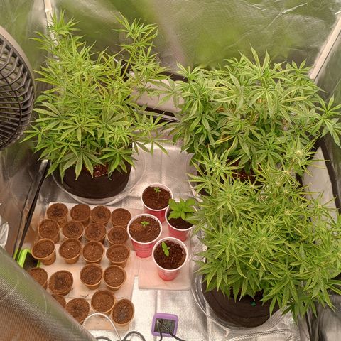 Orion growlog timeline photo