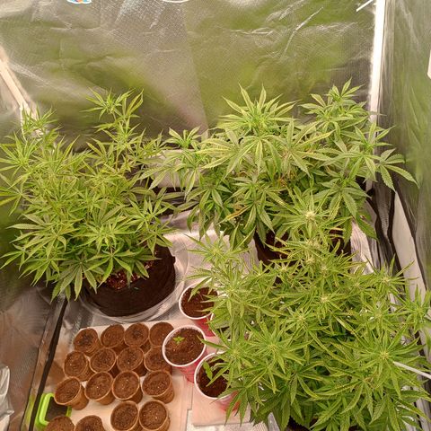 Orion growlog timeline photo