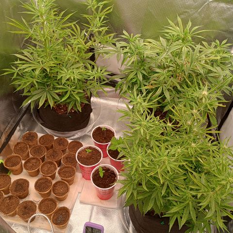 Orion growlog timeline photo