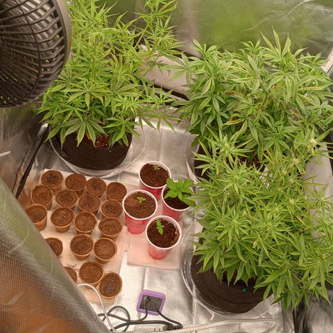 Orion growlog timeline photo