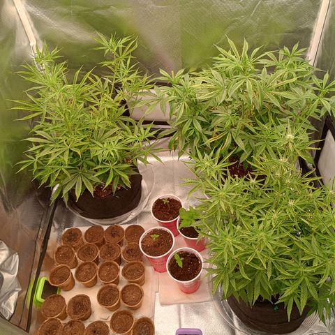 Orion growlog timeline photo