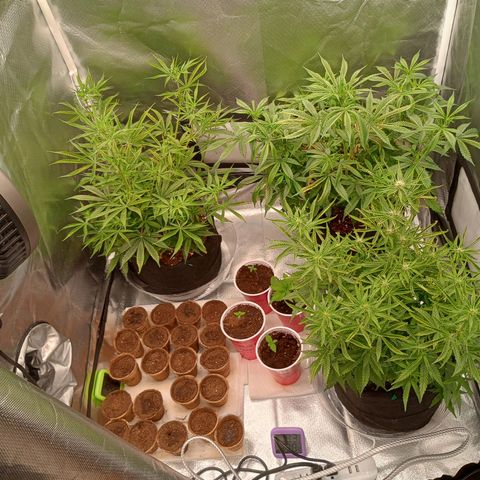 Orion growlog timeline photo