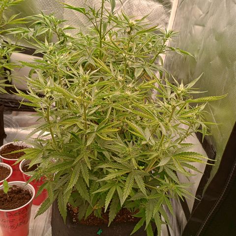 Orion growlog timeline photo
